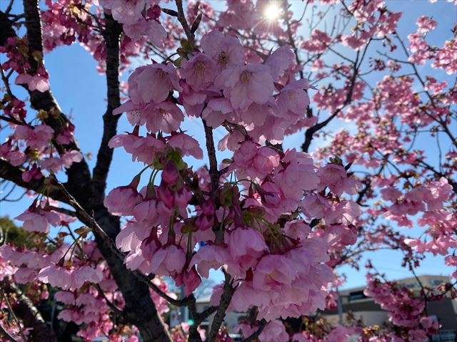 ピンクの華やか陽光桜